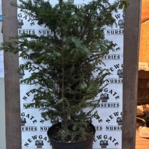 Taxus baccata 80-100cm C15