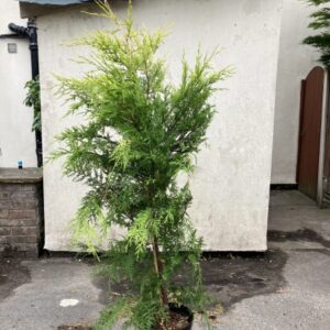 Cupressus Leylandii Castlewellan Gold 150-175cm