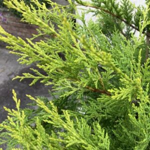 Leylandii