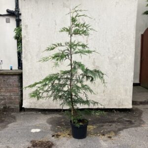 Cupressus Leylandii (Green) 125-150cm