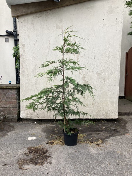 Cupressus Leylandii (Green) 125-150cm