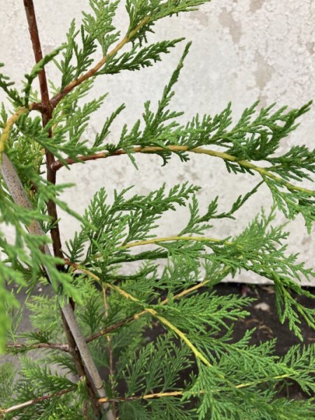 Cupressus Leylandii (Green) 125-150cm - Image 2
