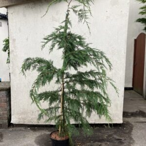 Cupressus Leylandii (Green) 150-175cm
