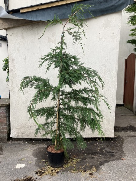 Cupressus Leylandii (Green) 150-175cm