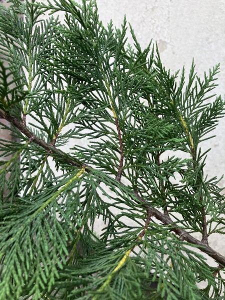 Cupressus Leylandii (Green) 150-175cm - Image 2