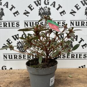 Azalea Japonica 1 Litre  Mix