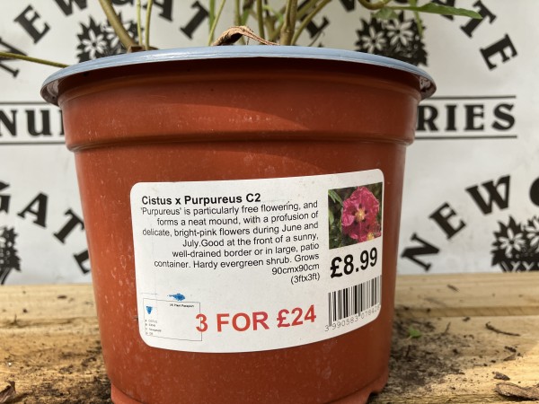 Cistus x Purpureus C2 - Image 2