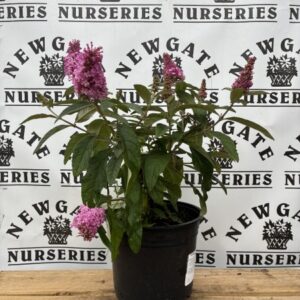 Buddleja Butterfly Candy Little Pink c3