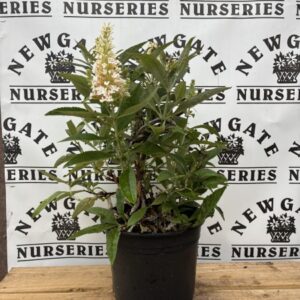 Buddleja Butterfly Candy mix  c3