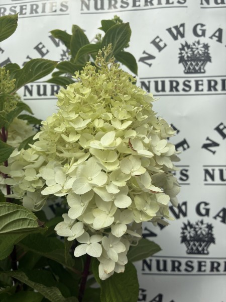 Hydrangea panniculata Colourful Cocktaill C5 - Image 2