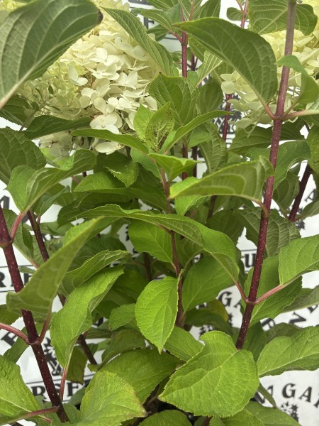 Hydrangea panniculata Colourful Cocktaill C5 - Image 3