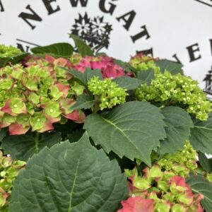 Hydrangea Macrophylla Hi Fire
