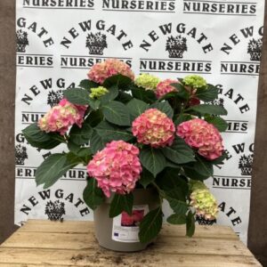 Hydrangea  Macrophylla Hi River Pink
