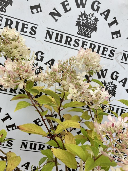 Hydrangea Paniculata Limelight Standard c5 - Image 2