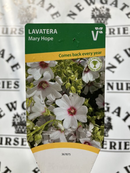 Lavatera Mary Hope - Image 3