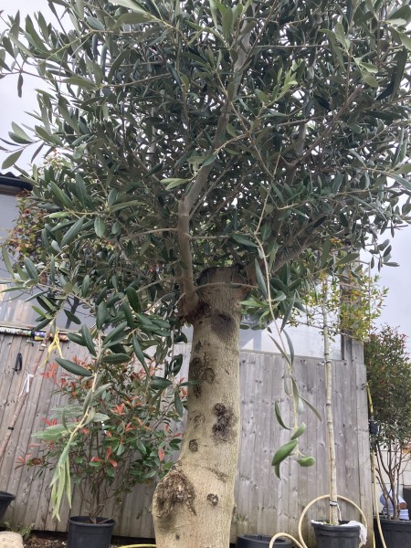 Olea europea - Olive Tree - Image 2