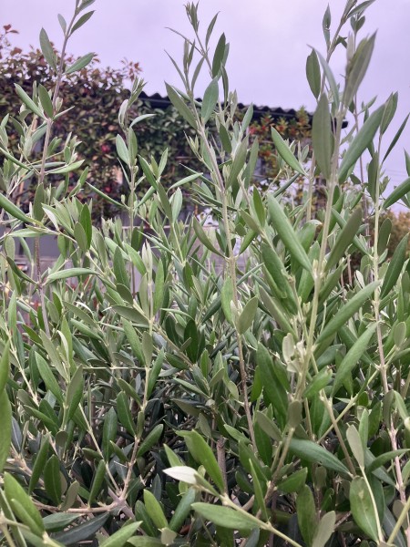 Olea europea - Olive Tree - Image 3