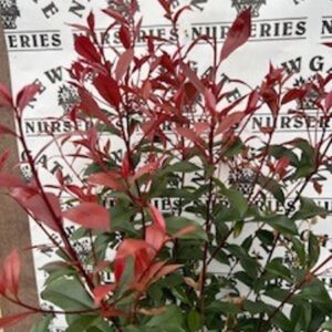 Photinia