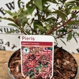Pieris Jap. Valley Vanentine C2