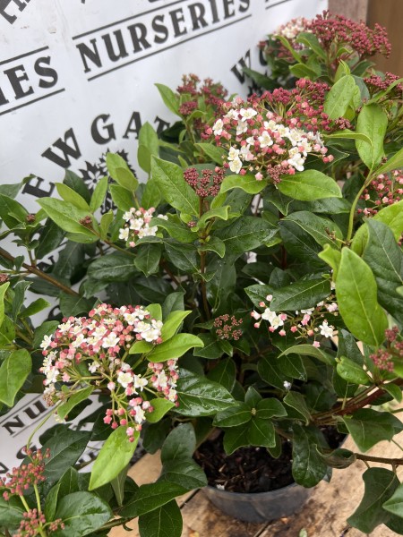Viburnum Tinus Gwenllian C7.5 - Image 2