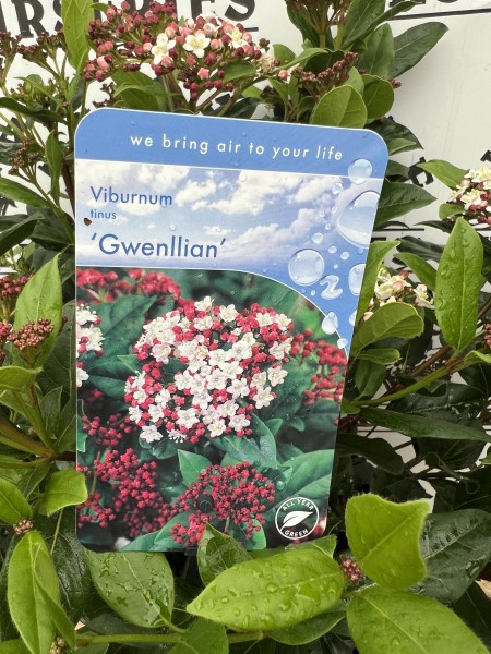 Viburnum Tinus Gwenllian C7.5 - Image 3