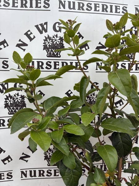 Viburnum Lisarose C3 - Image 2