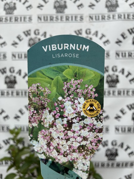Viburnum Lisarose C3 - Image 3