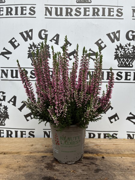 Dwarf conifer Mix 10cm - Image 2