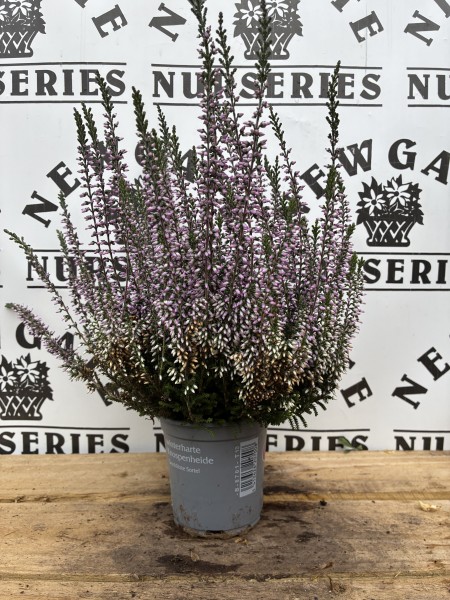 Dwarf conifer Mix 10cm - Image 3