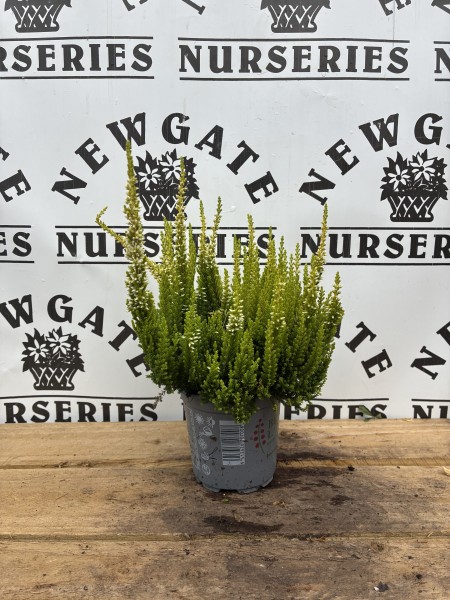 Dwarf conifer Mix 10cm - Image 4