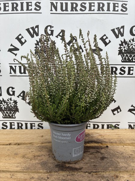 Dwarf conifer Mix 10cm - Image 5