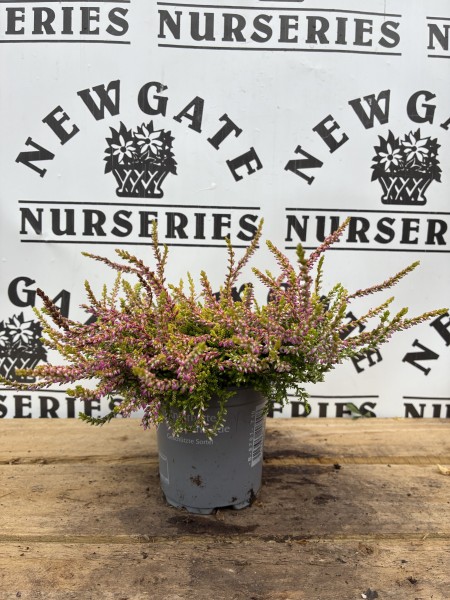 Dwarf conifer Mix 10cm - Image 6