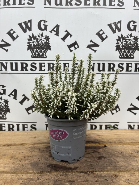 Dwarf conifer Mix 10cm - Image 7