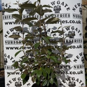 Elaeagnus