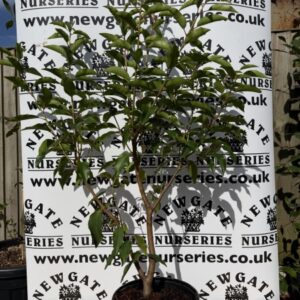 Portugese Laurel (Pot Grown)