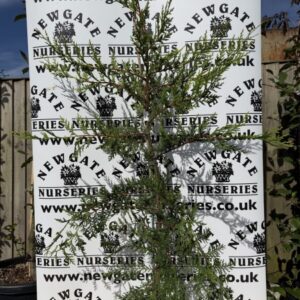 Leylandii (Pot Grown)