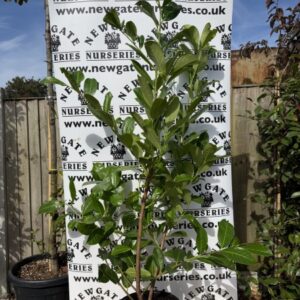 Cherry Laurel (Pot Grown)