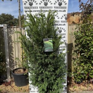 Taxus (Yew)