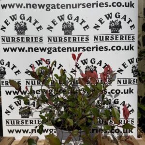 Photinia (Pot Grown)