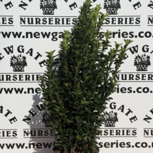 Euonymous (Pot Grown)