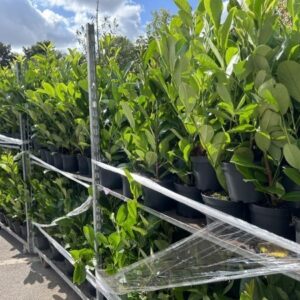 Cherry Laurels
