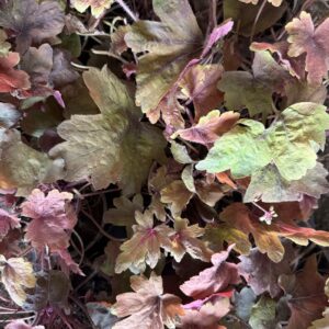 Heucherella Sweet Tea C2
