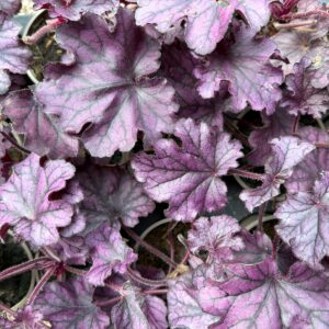 Heuchera Forever Purple