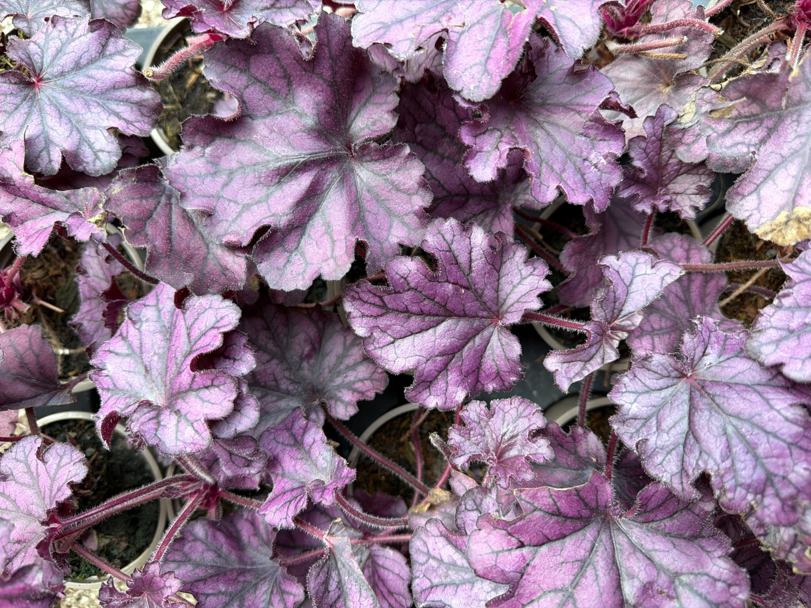 Heuchera Forever Purple