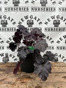 Heuchera Obsidian