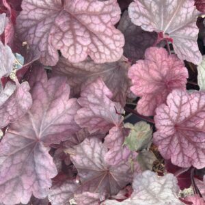 Heuchera Berrie Smoothie C2