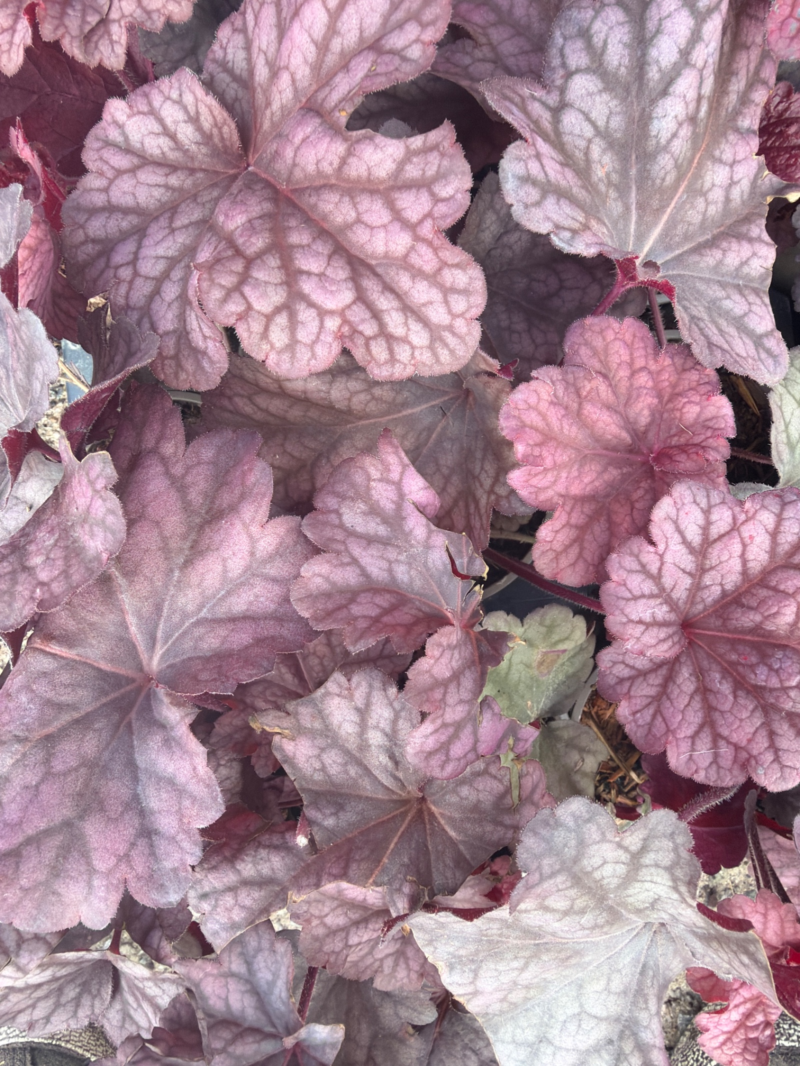 Heuchera Berrie Smoothie C2