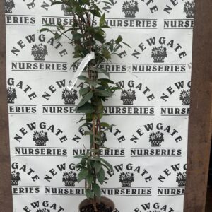 Tracheleospurmum jasminoides 80/100cms