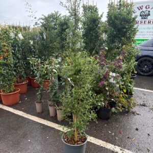 Ceanothus Italian Skies C10 150cm