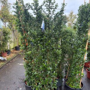 Ceanothus Yankee Point 2.4t
